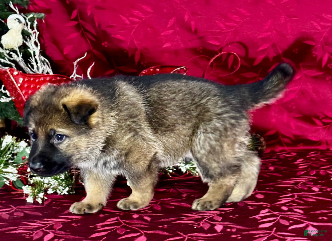 German Shepherd dogs for sale: Dallas - Ad 4