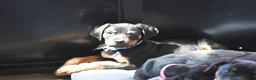 Rottweiler dogs for sale: Romeo - Ad 14