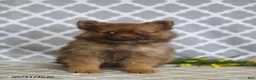 Pomeranian dogs for sale: Sophie - Ad 2