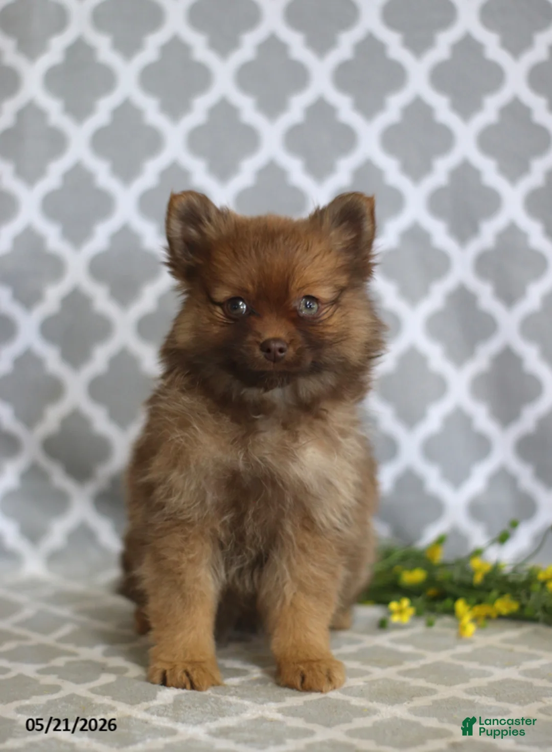 Pomeranian dogs for sale: Sophie - Ad 2