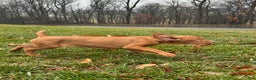 Vizsla dogs for sale: Lilly AKC - Ad 3