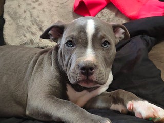 American Bully dogs - Ad 12