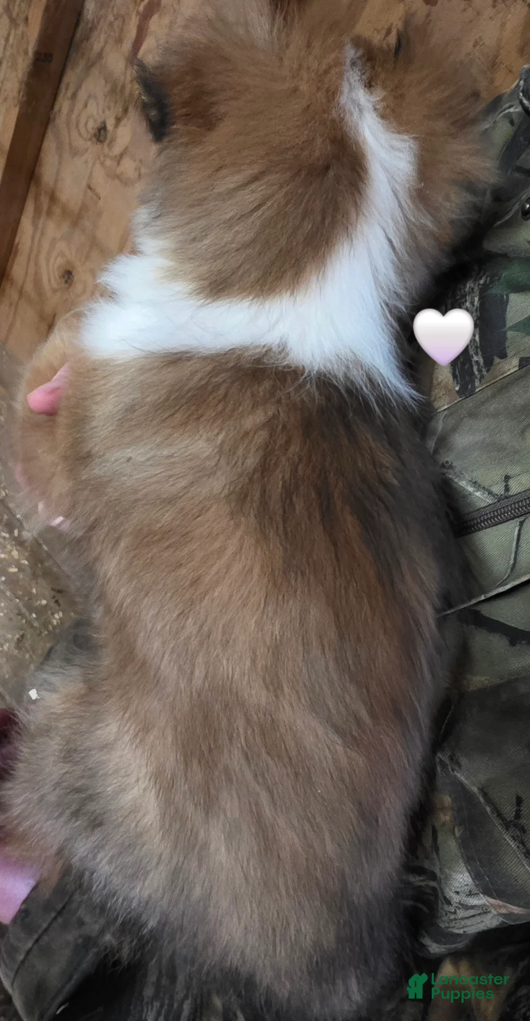 Shetland Sheepdog dogs for sale: Shetland Sheepdog Puppy 2 - Ad 2