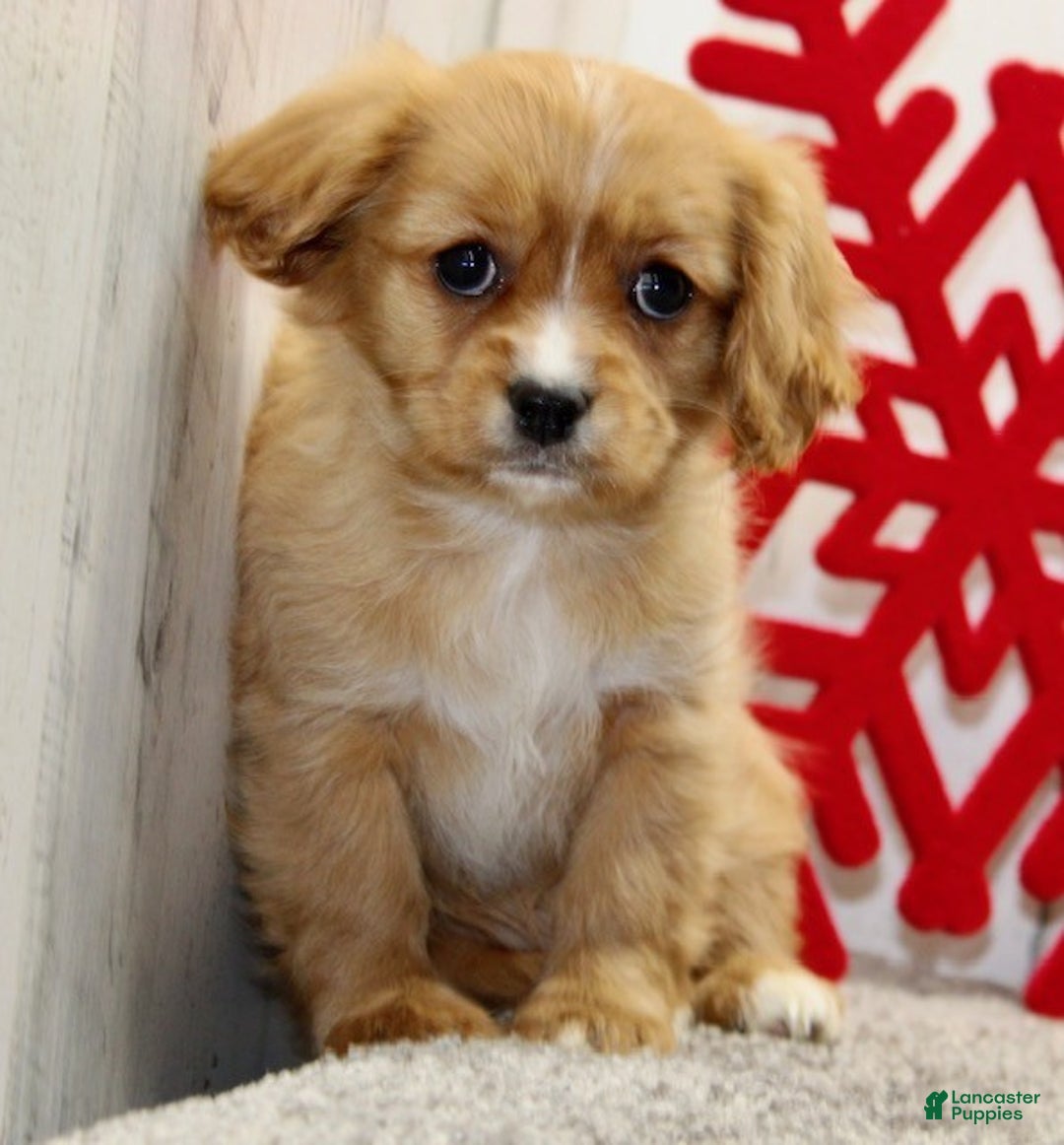 Cavapoo dogs for sale: Sugar - Ad 5