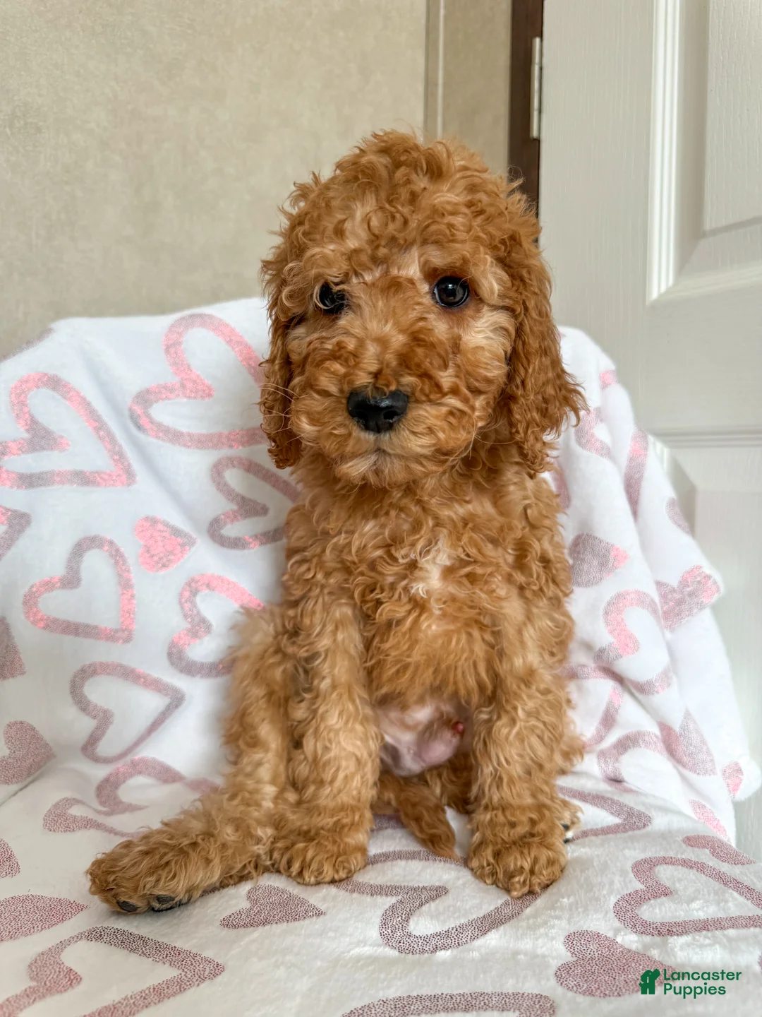 Goldendoodle dogs for sale: Grinch  - Ad 4