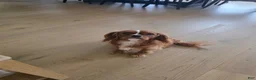 Cavalier King Charles Spaniel dogs for sale: Cavalier King Charles Spaniel Puppy 1 - Ad 2