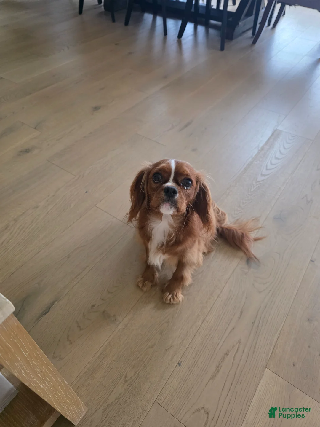 Cavalier King Charles Spaniel dogs for sale: Cavalier King Charles Spaniel Puppy 1 - Ad 2