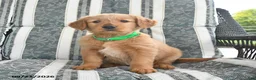Golden Retriever dogs for sale: Amber - Ad 2