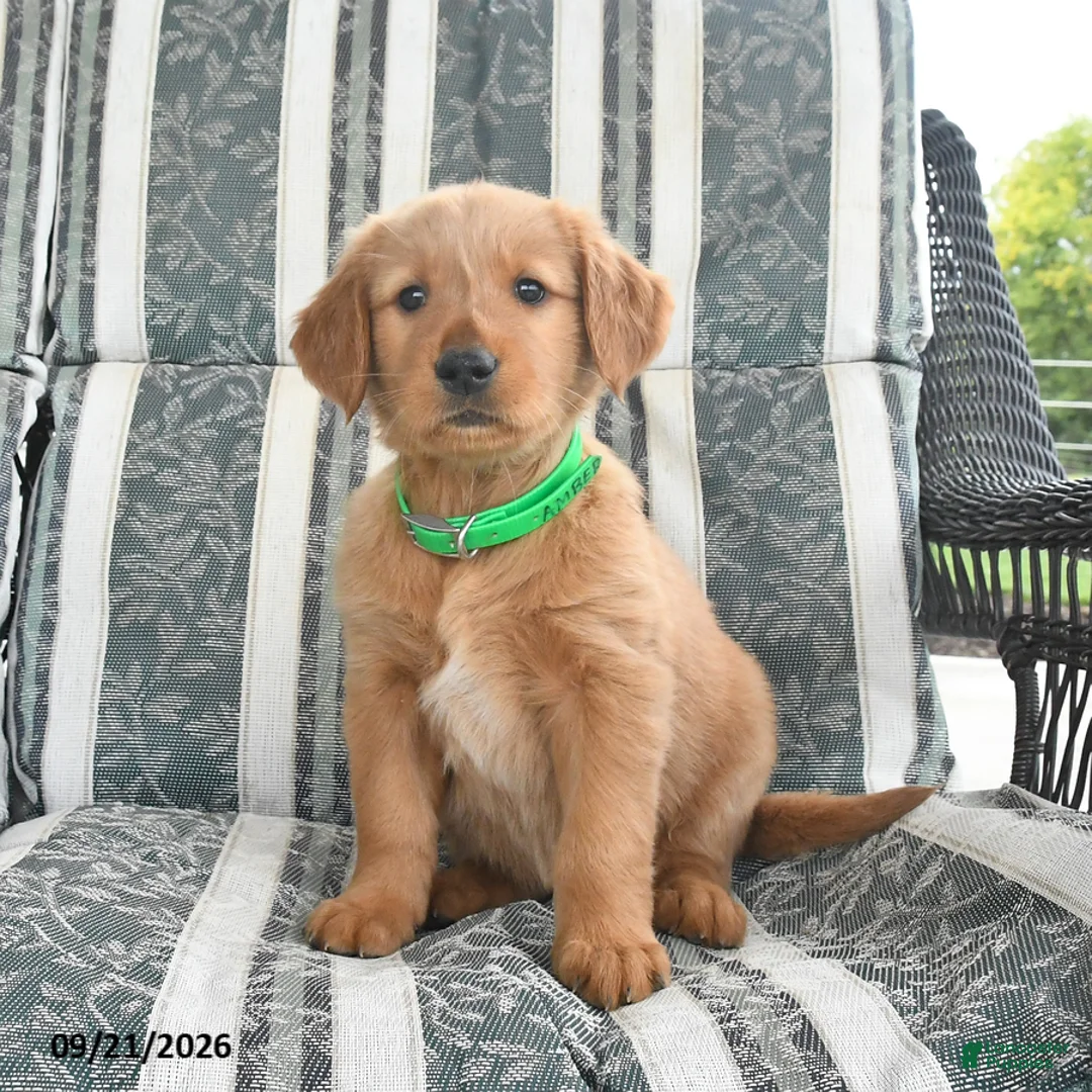Golden Retriever dogs for sale: Amber - Ad 2
