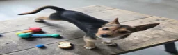 Mixed Breed dogs for sale: Taco - Ad 2