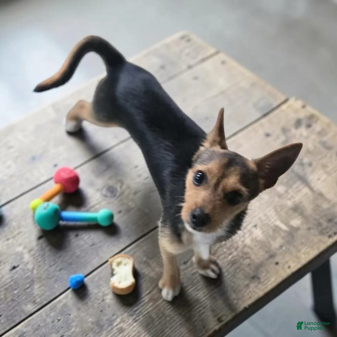 Mixed Breed dogs for sale: Taco - Ad 2