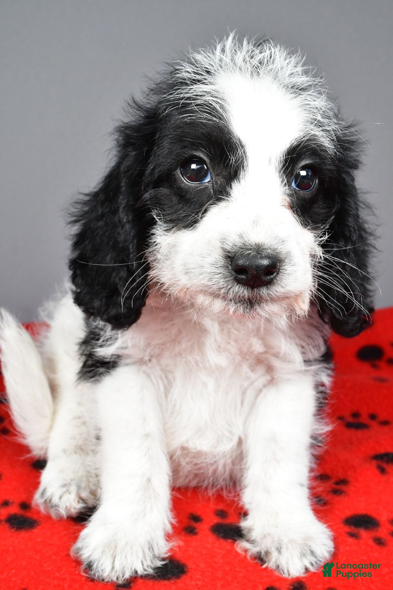 Mixed Breed dogs Charles - Ad 1