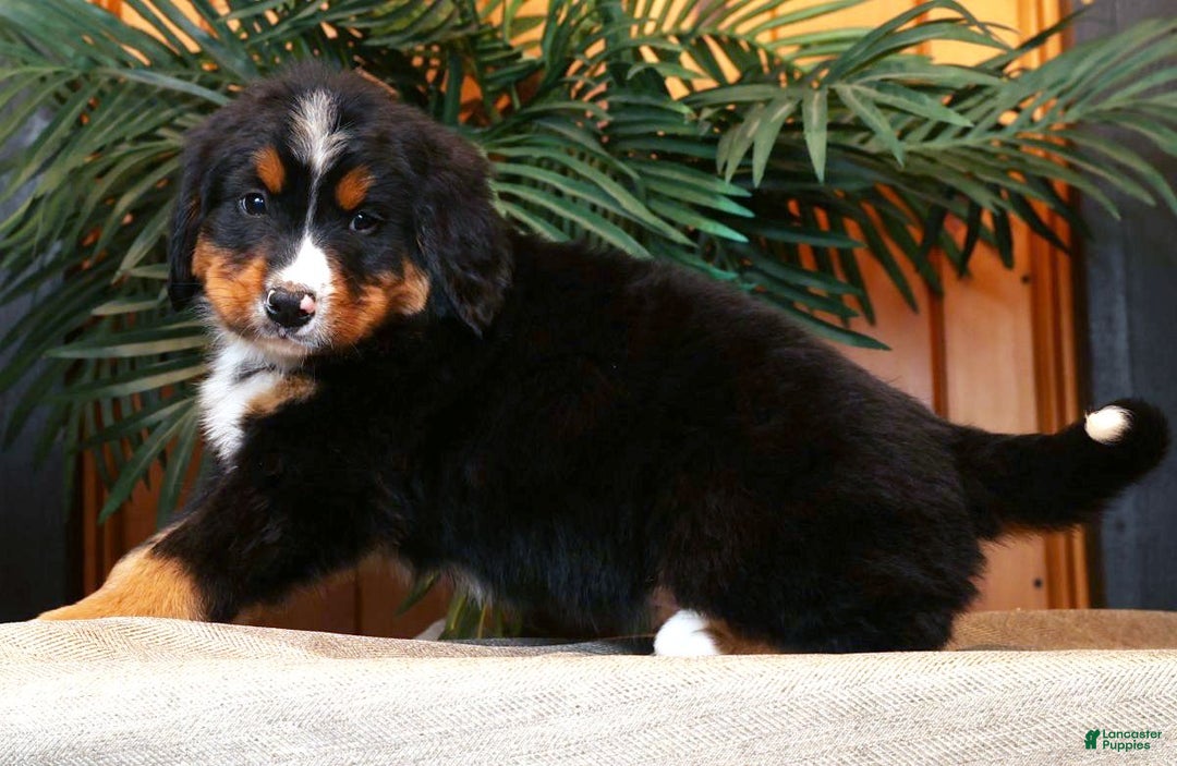 Bernese Mountain Dog dogs for sale: Josh - Ad 7