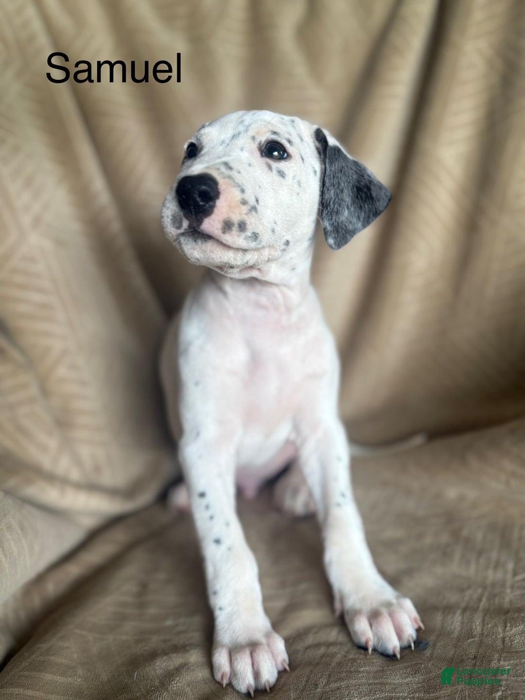 Mixed Breed dogs for sale: Samuel - Ad 9