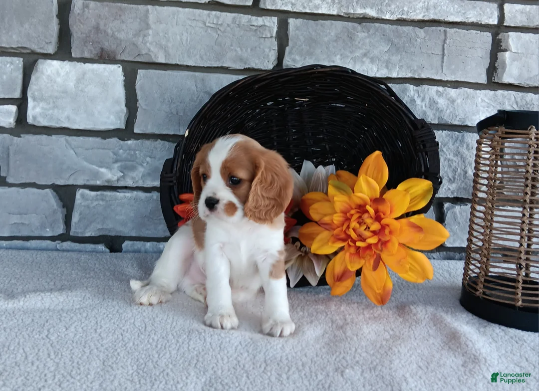 Cavalier King Charles Spaniel dogs for sale: Smokey  - Ad 1