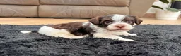Havanese dogs for sale: Cooper - Ad 3