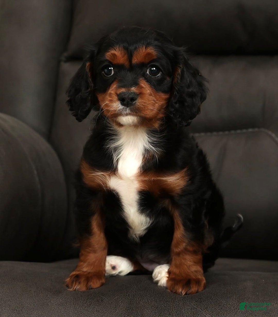 Cavapoo dogs for sale: Chloe - Ad 2