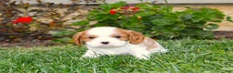 Cavalier King Charles Spaniel dogs for sale: Buddy - Genetic Tested Parents - Ad 18
