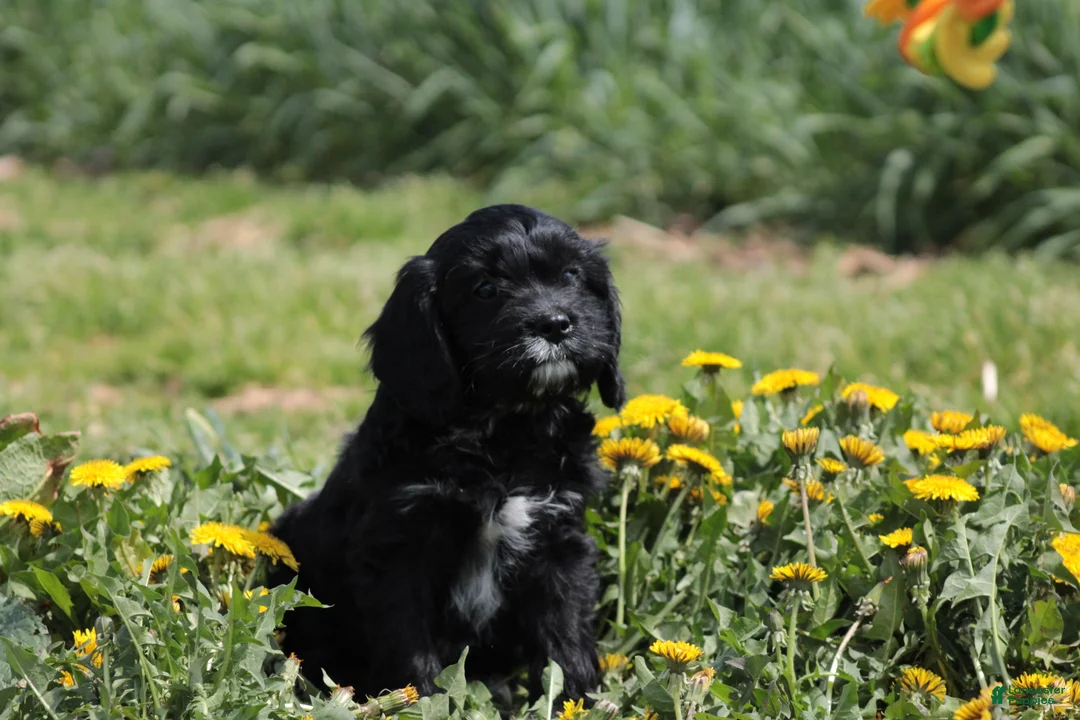 Cavapoo dogs for sale: Charcoal - Ad 5