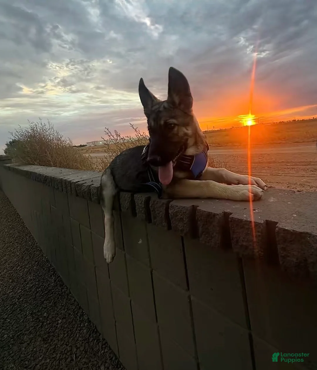 German Shepherd dogs for sale: Athena - Ad 2
