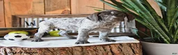 German Shorthaired Pointer dogs for sale: Bandit - Ad 1