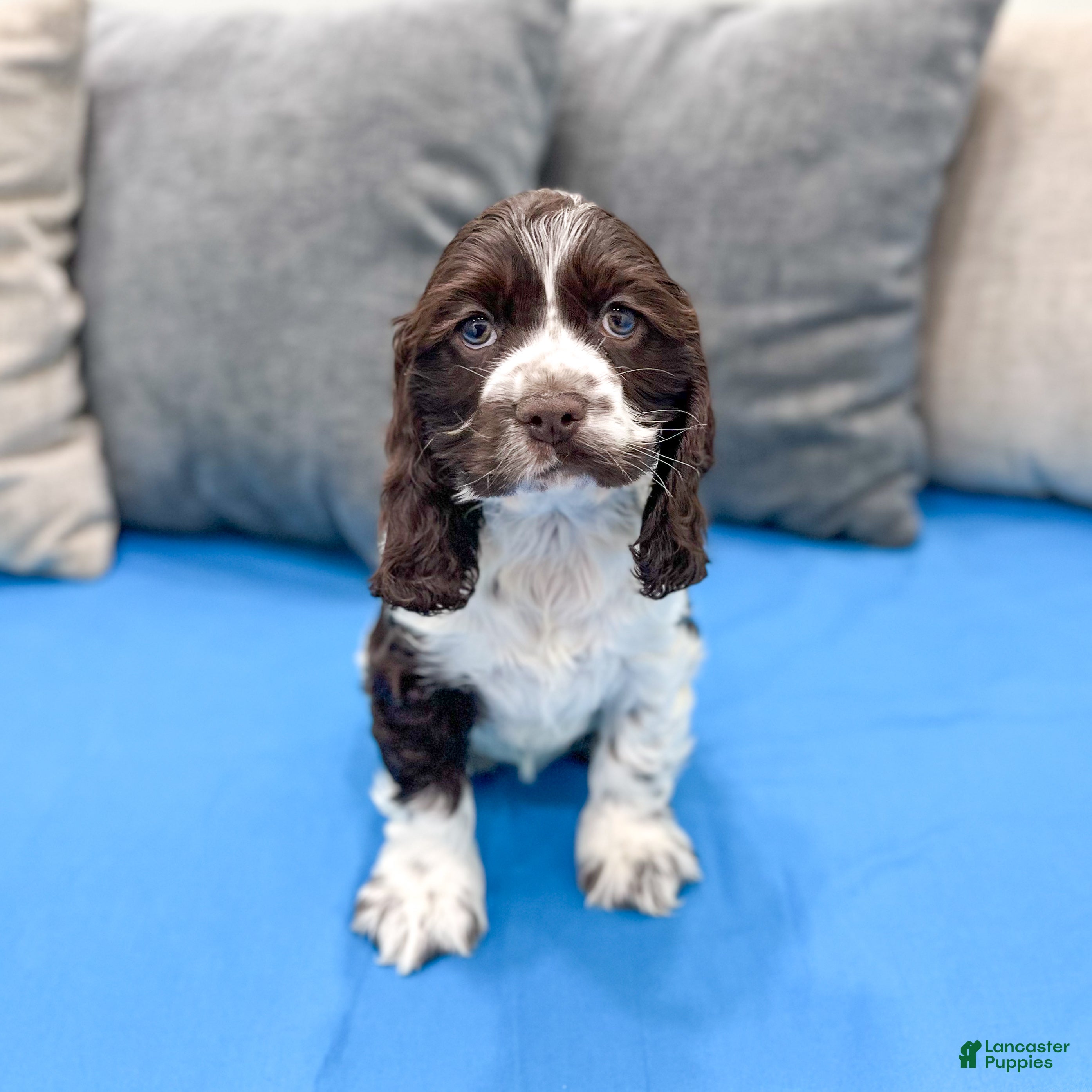 Cocker Spaniel dogs Callie - Ad 1
