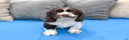 Cocker Spaniel dogs for sale: Callie - Ad 1