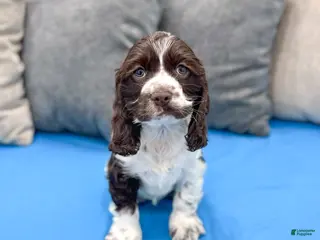 Cocker Spaniel dogs for sale: Callie - Ad 2
