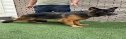 German Shepherd dogs for sale: German Shepherd 1 - Ad 4