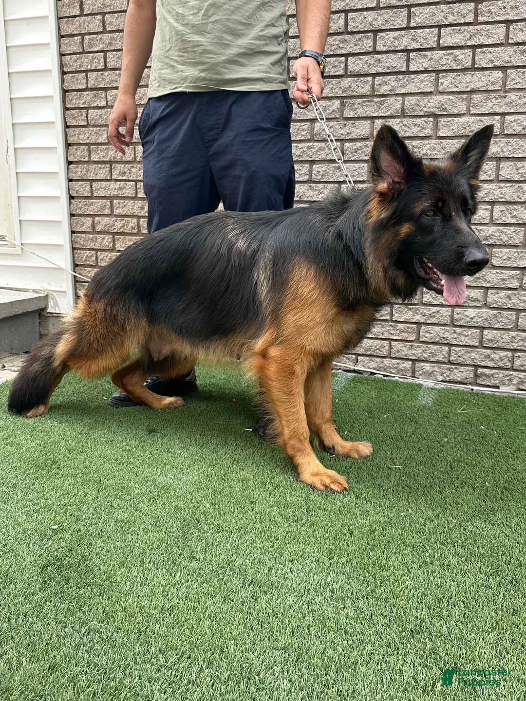 German Shepherd dogs for sale: German Shepherd 1 - Ad 4