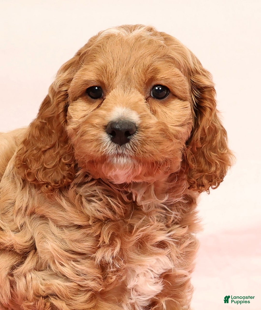 Cockapoo dogs for sale: Omah - Ad 9