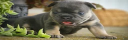 French Bulldog dogs for sale: Mia French Bulldog  - Ad 7