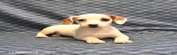 Jack Russell Terrier dogs for sale: Alta - Ad 3