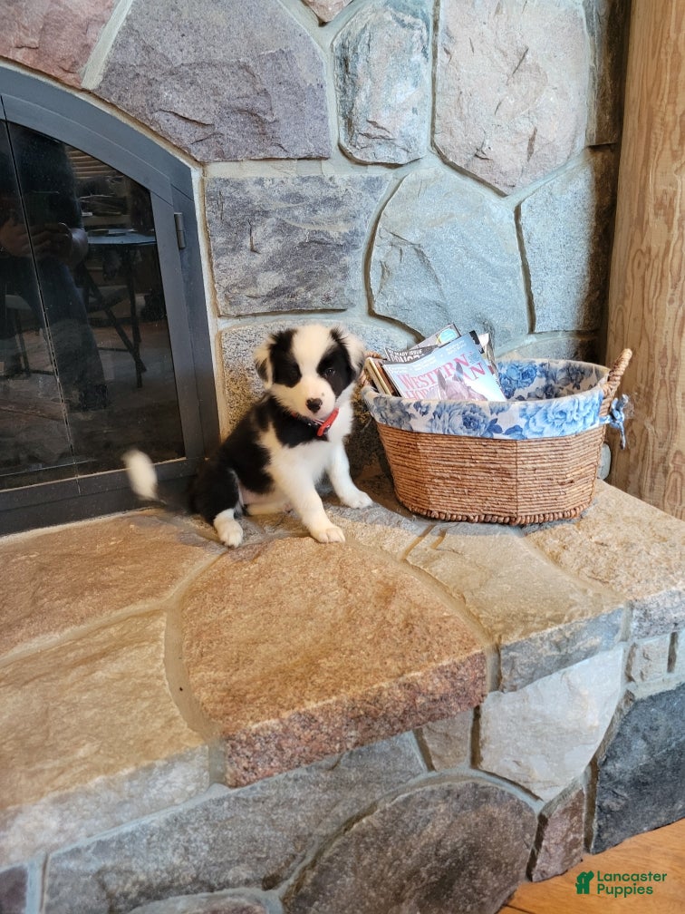 Border Collie dogs Lilly - Ad 1