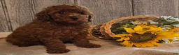 Toy Poodle dogs for sale: Robin - Ad 3