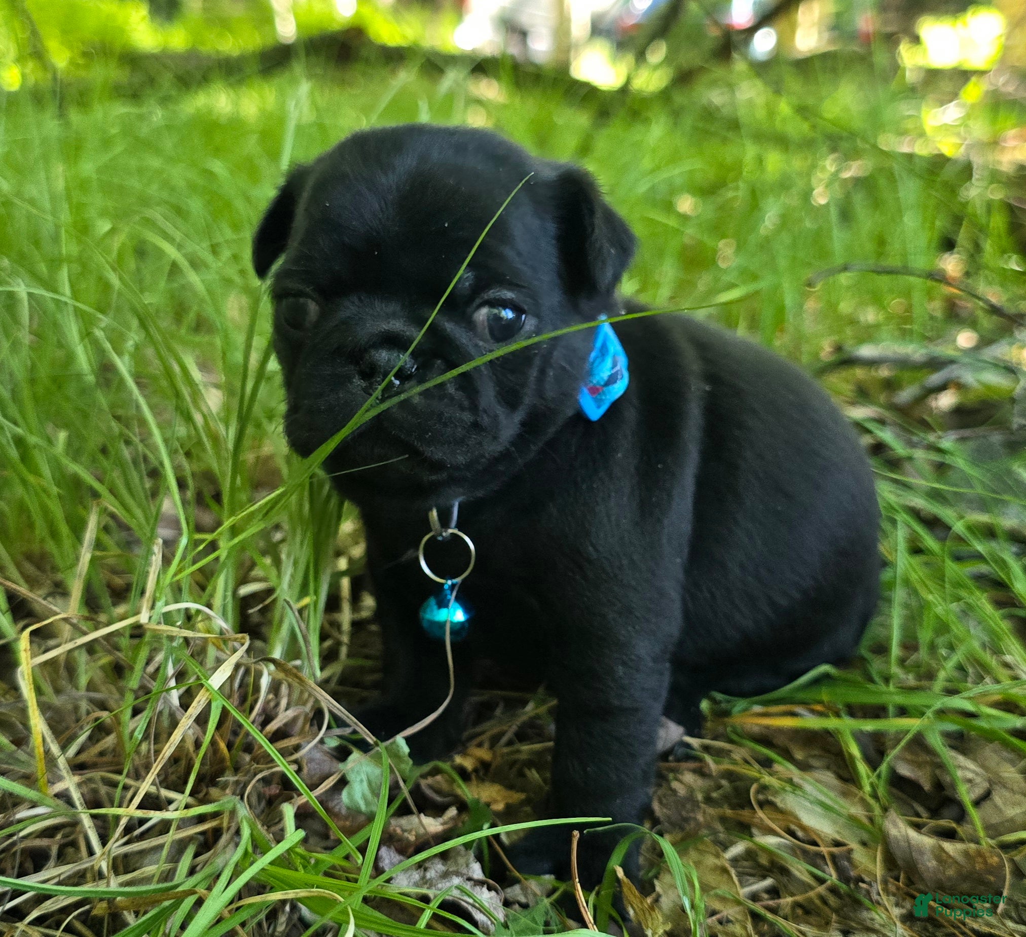 Pug dogs Brandy - Ad 1