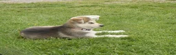 Gerberian Shepsky dogs for sale: Skye - Ad 5