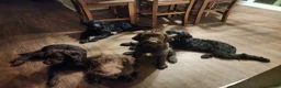Labradoodle dogs for sale: Labradoodle 1 - Ad 15