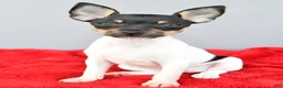 Toy Fox Terrier dogs for sale: Biscuit - Ad 2
