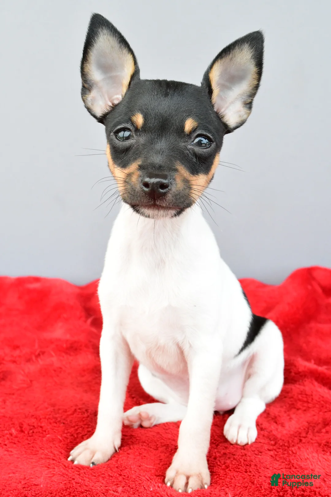 Toy Fox Terrier dogs for sale: Biscuit - Ad 2