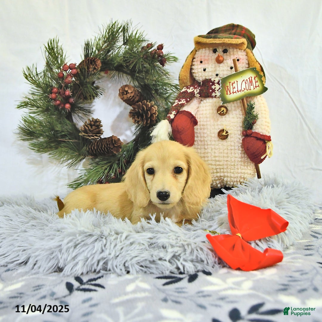 Miniature Dachshund dogs for sale: Ollie - Ad 11