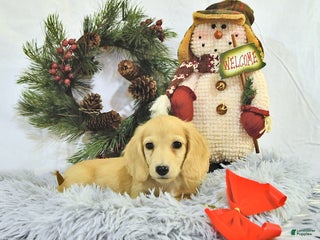 Miniature Dachshund dogs - Ad 27