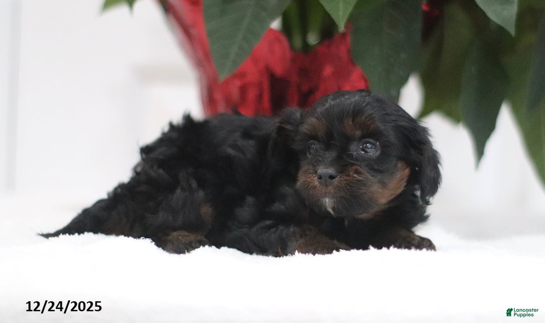 Cavapoo dogs for sale: Ava  - Ad 3