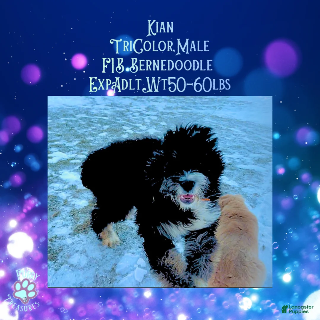 Mini Bernedoodle dogs for sale: Kian “Blue Collar” Male - Ad 7