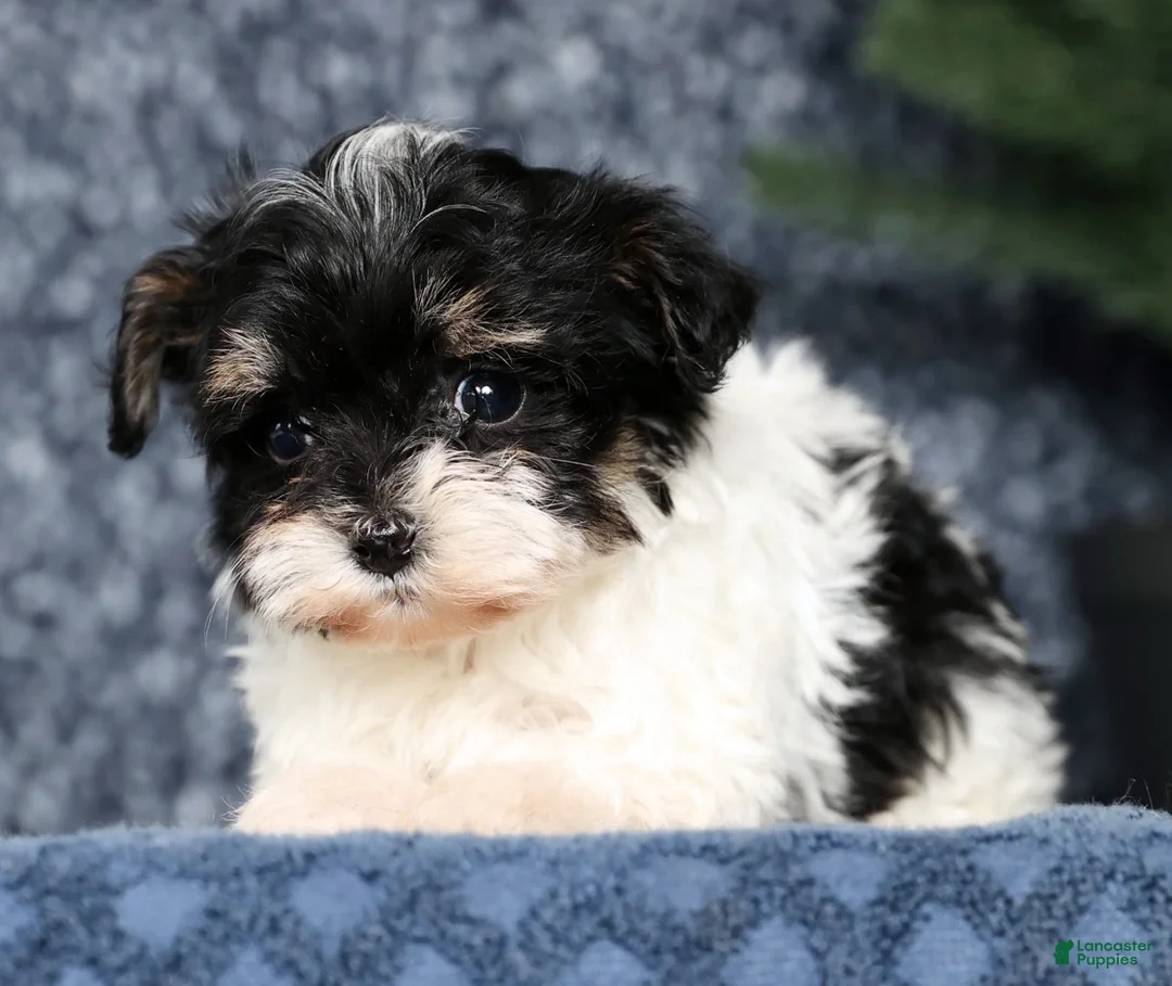 Havapoo dogs for sale: Jenna - Ad 8