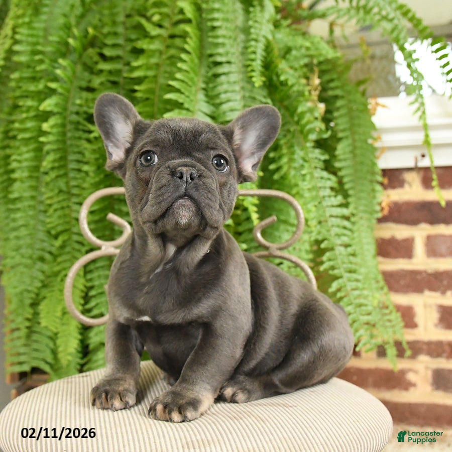 French Bulldog dogs Trixie - Ad 25