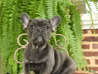 French Bulldog dogs Trixie - Ad 8