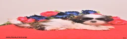 Shih Tzu dogs for sale: Noriah - Ad 4