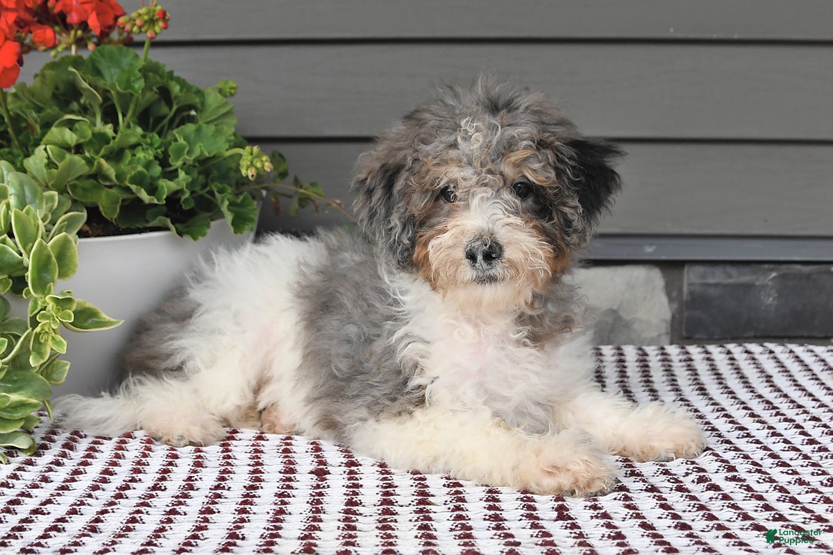 Mini Sheepadoodle dogs Sheila - Ad 2