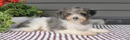 Mini Sheepadoodle dogs for sale: Sheila - Ad 2